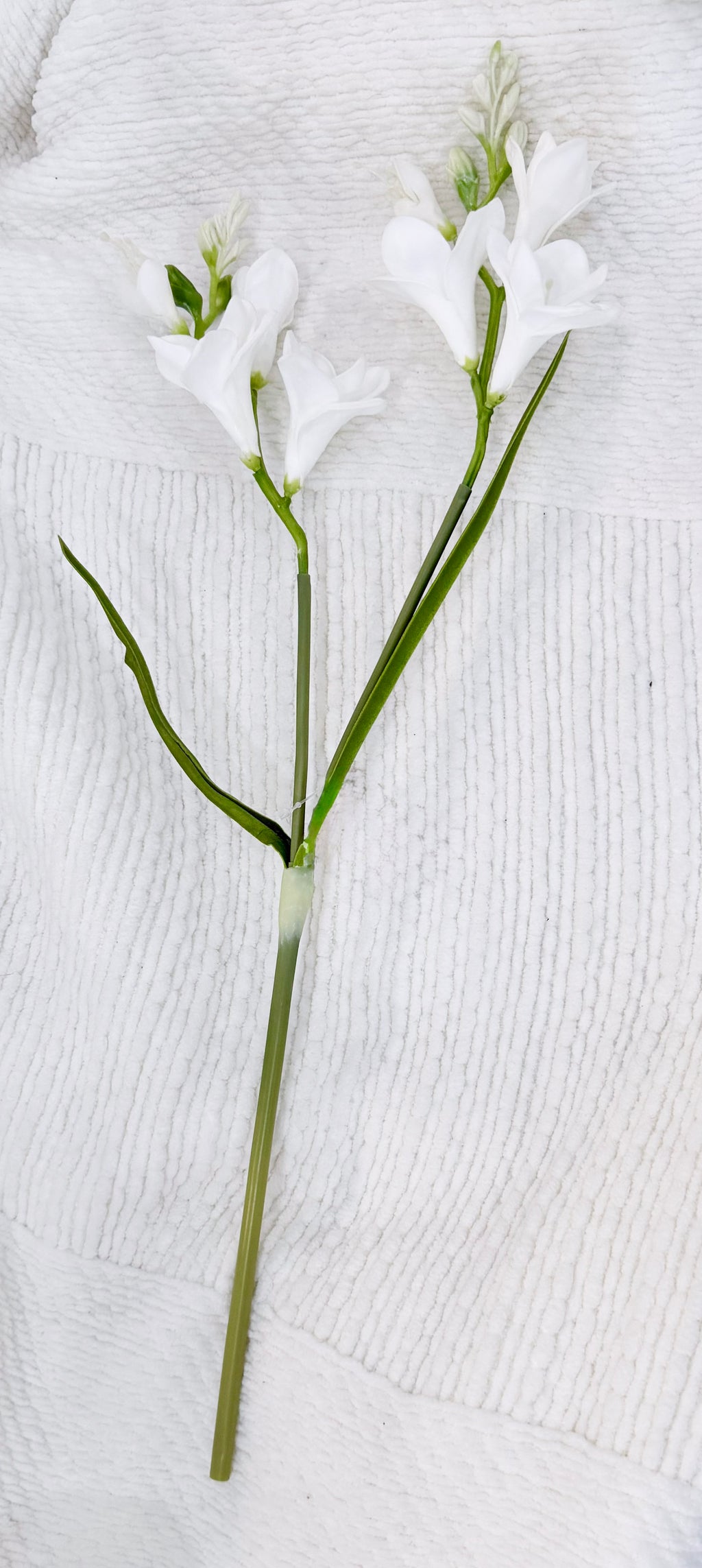 Freesia Stem