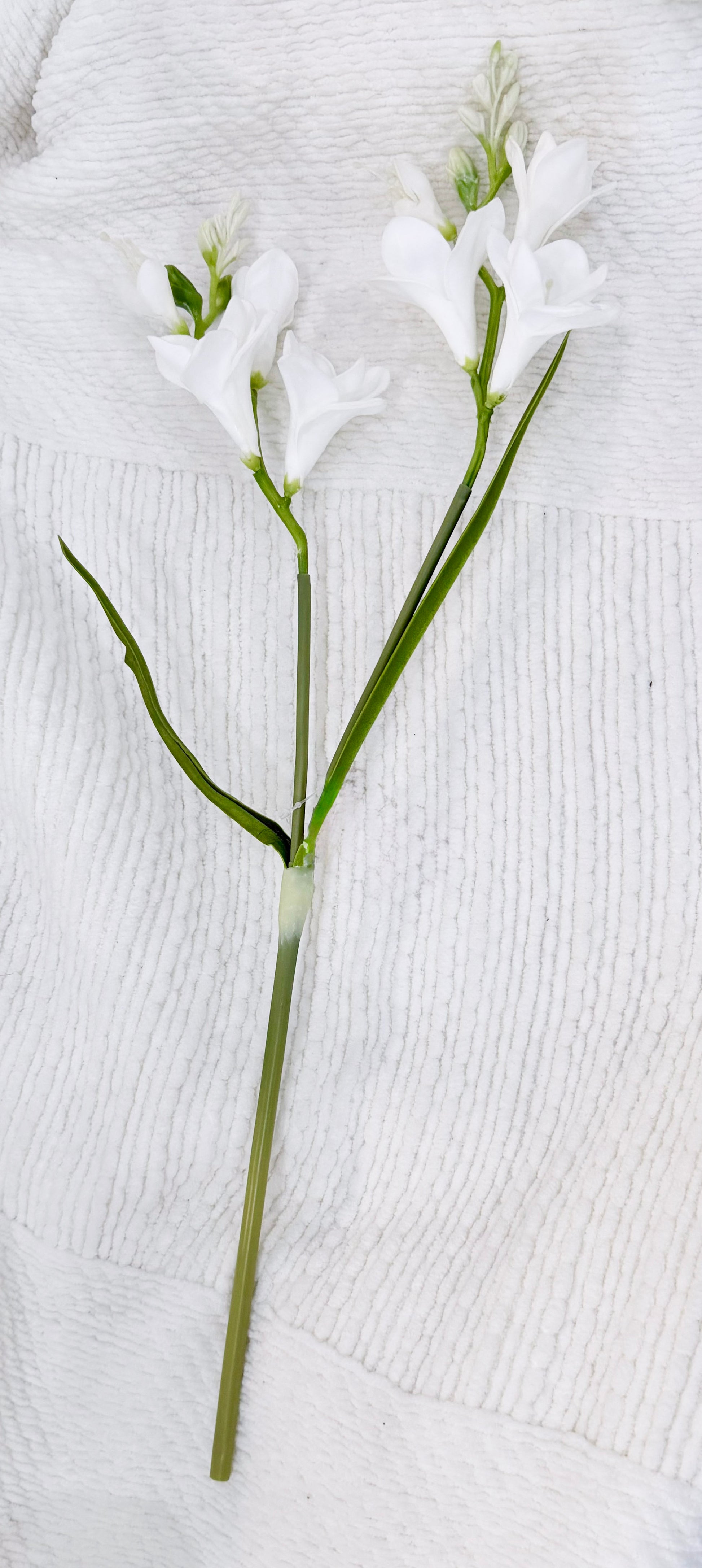 Freesia Stem