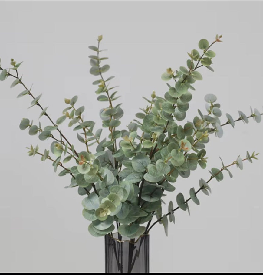 Eucalyptus Stem
