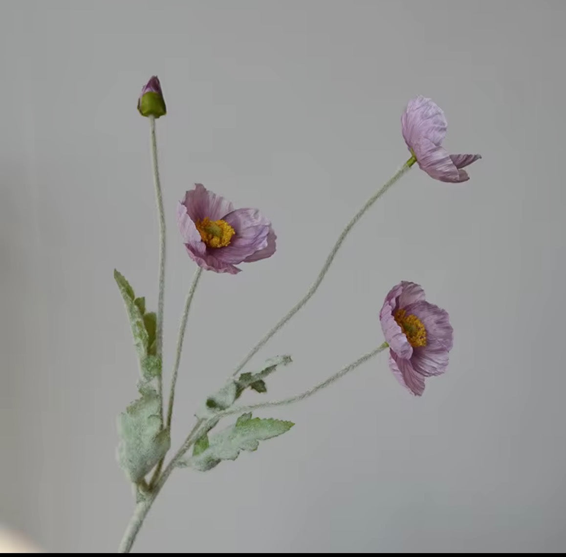 Poppy Stem