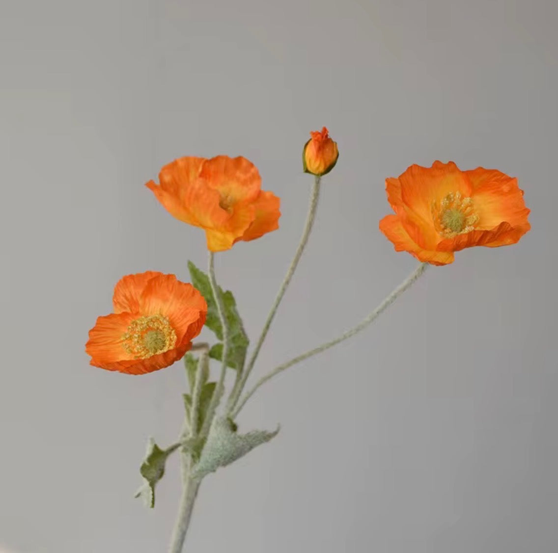 Poppy Stem
