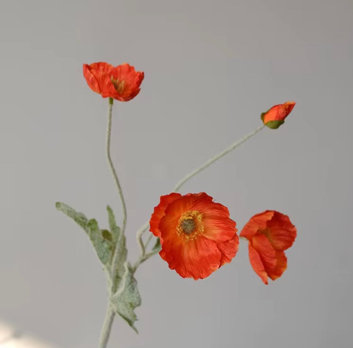 Poppy Stem