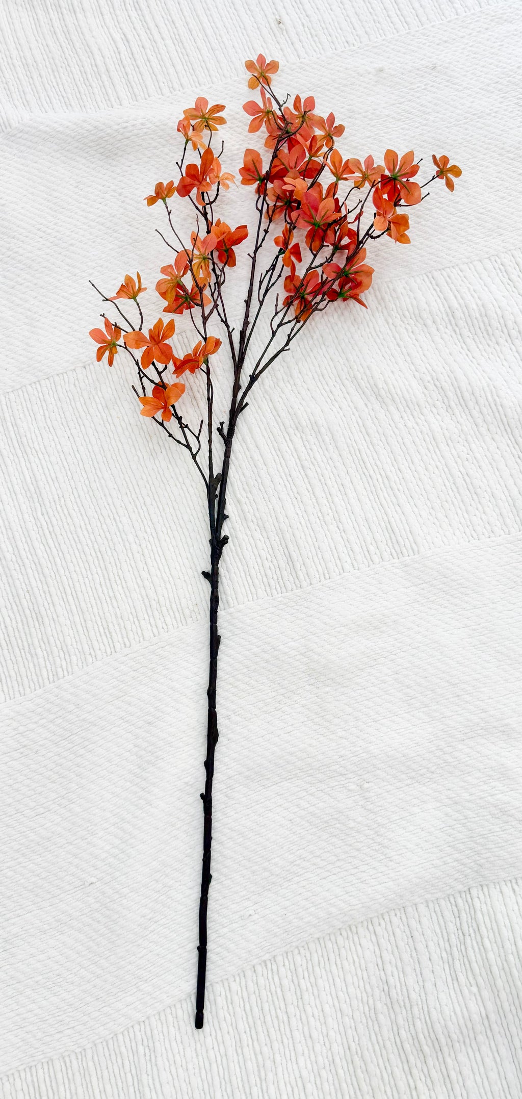 Autumn Star Blossom Stem
